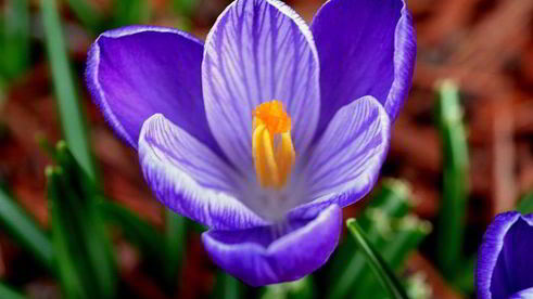 мороженое рикотта на меду