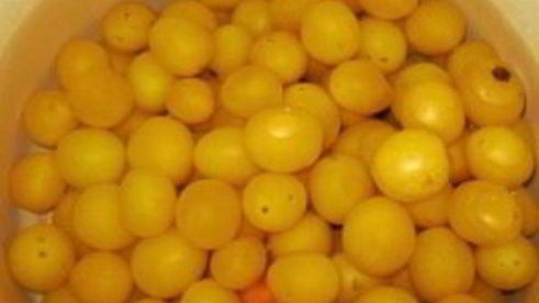 желе из алычи