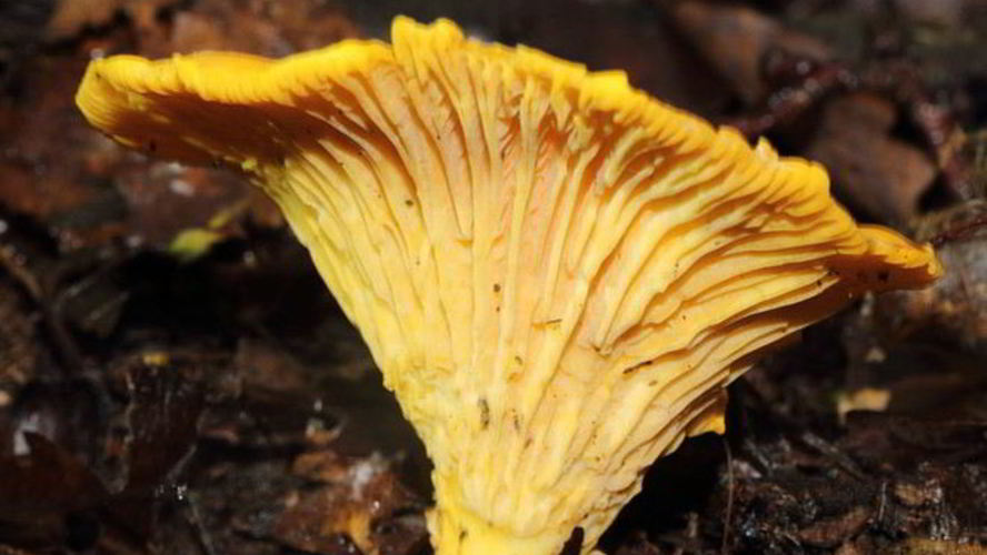 Рецепт лисичек жареных с луком