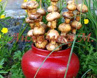 Шампиньоны на шпажках на мангале