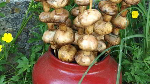 шампиньоны на шпажках на мангале