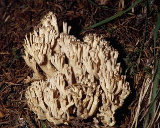 Вареные Грибы рогатики