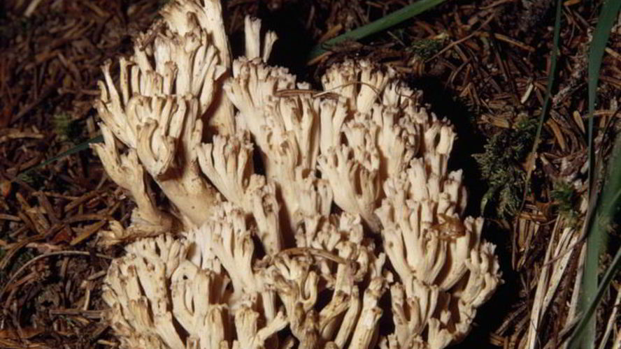 Рецепт вареных грибов рогатики