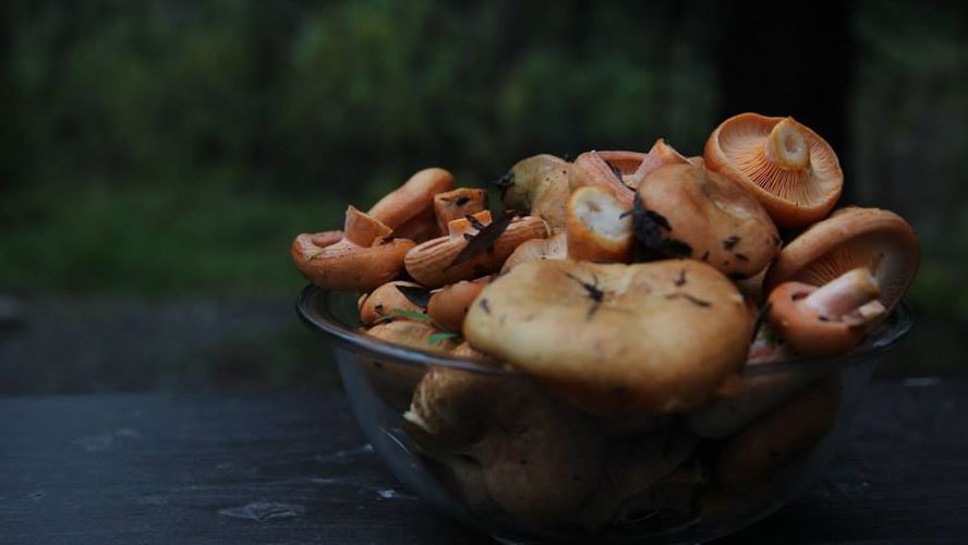 Рецепт жареных рыжиков