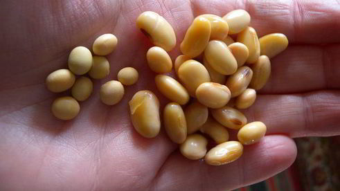 безумные котлеты