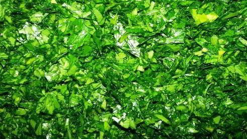 патлыджан-кебаб