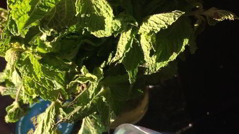 баклажаны с мятой по-сицилийски