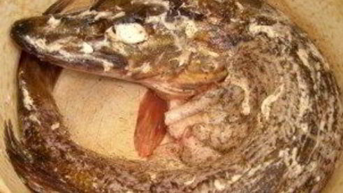 щука в сметане в духовке