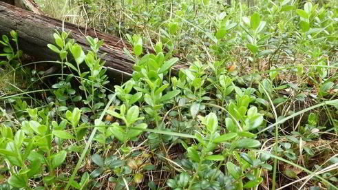 копорский чай с травами