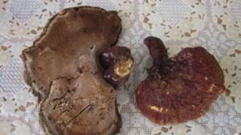 зеленый чай с грибом рейши