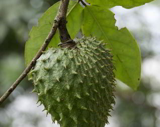 Зеленый чай с саусепом