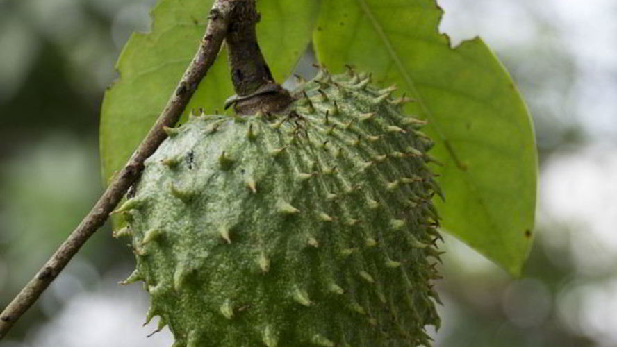 Рецепт зеленого чая с саусепом
