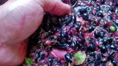 вино из черной смородины