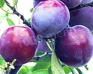 Вино из слив с добавлением сахара