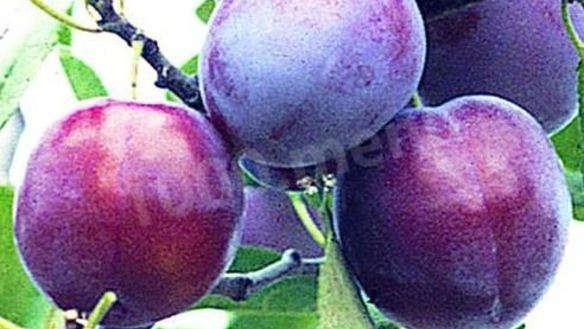 Рецепт Вина из слив с добавлением сахара