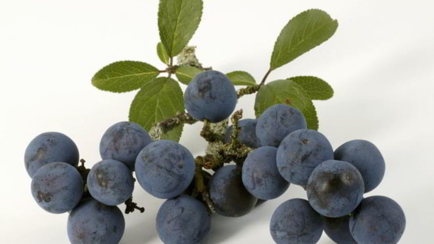 Рецепт вина из терна