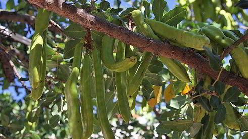 желлеб-традиционный ливанский напиток