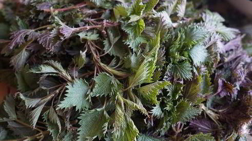 зеленый борщ с крапивой