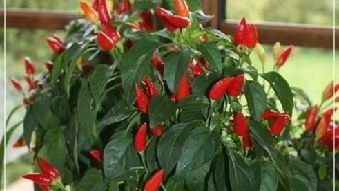 щи кислые с уткой