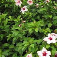 АнастасияВ