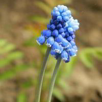 Екатерина Корженевская