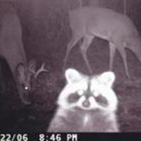 Евгения Primavera