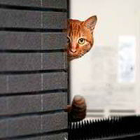 Ксения Тинякова