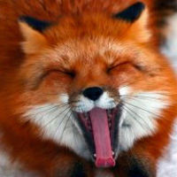 Лиза Дымченко