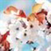 Саcа Самолет