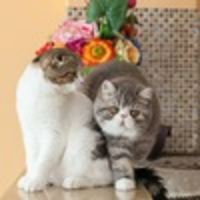 Татьяна Лазицкая