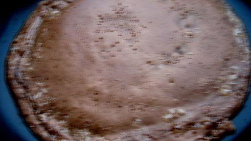 праздничные шоколадные блинчики с творогом