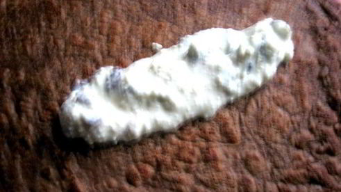 праздничные шоколадные блинчики с творогом