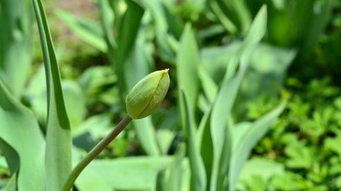 чизкейк даниэль