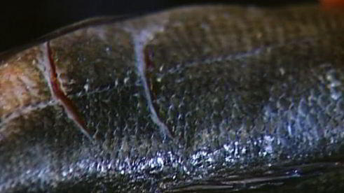 пряный сибас в лаваше с огурцом и зеленью