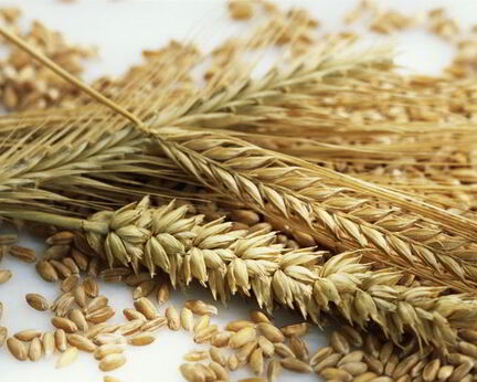 Ржаные лепешки