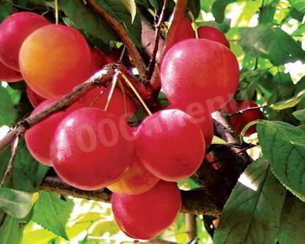 Алычовый компот из алычи на зиму