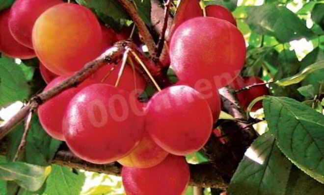 Алычовый компот из алычи на зиму