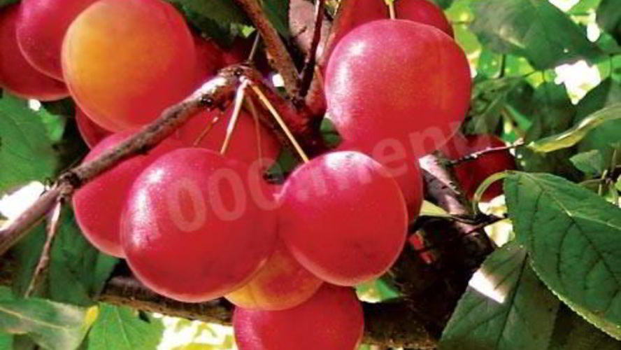 Рецепт алычового компота из алычи на зиму