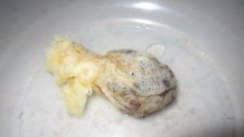 маринованная тыква на зиму