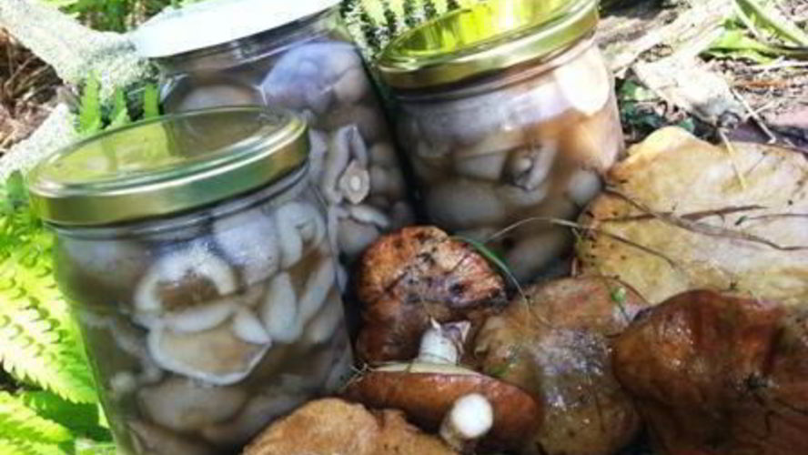 Рецепт маринованных маслят