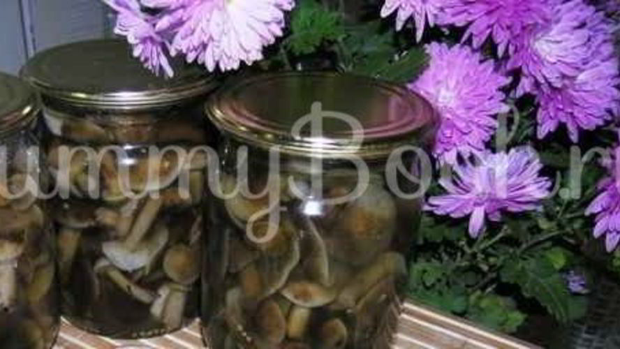 Рецепт опят маринованных