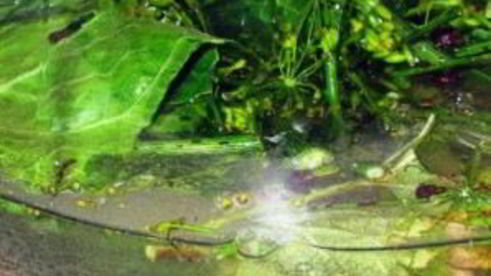 помидоры квашеные