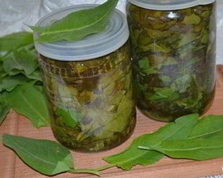 Щавель на зиму