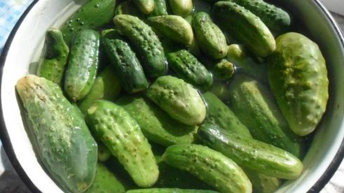 малосольные огурцы на зиму