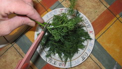 малосольные помидоры, фаршированные укропом и чесноком