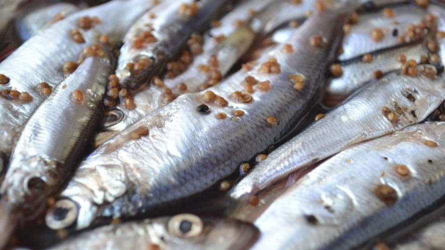 Рецепт салаки пряного посола