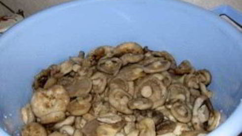 соленые грузди в банках на зиму