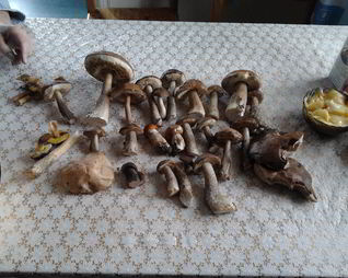 Сушеные грибы