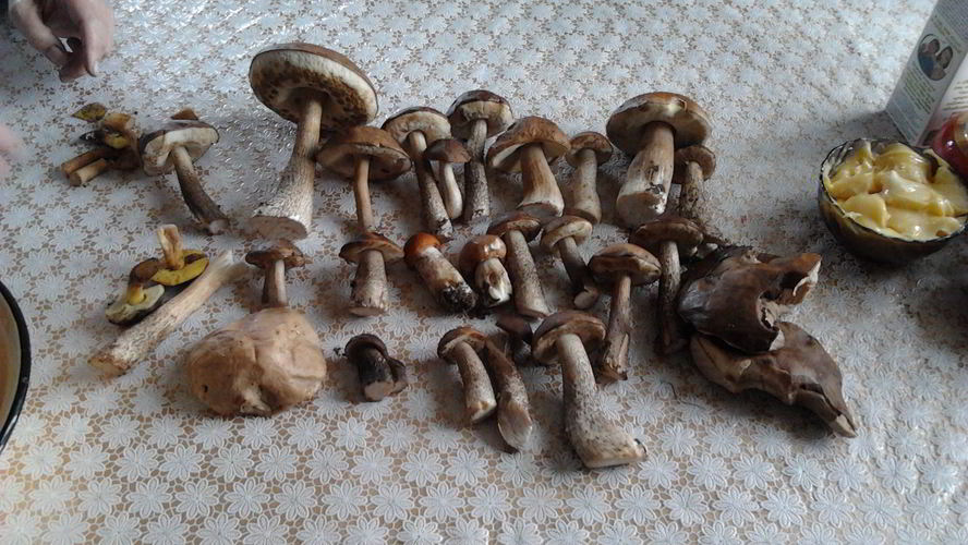 Рецепт сушеных грибов