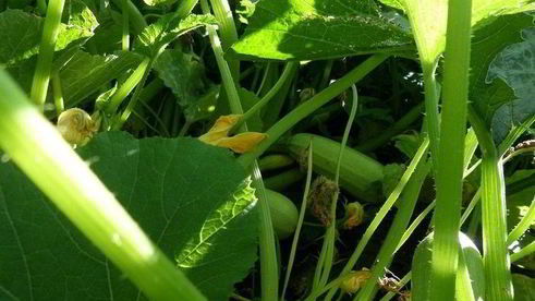 цукаты из кабачков